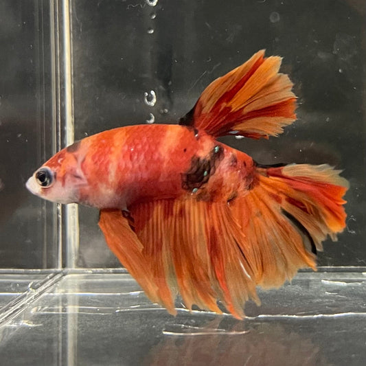 the-fish-farm Premium Male Betta Koi Halfmoon Premium Male Betta - One Only - 12 Choose your favourite Premuium Koi Halfmoon Male Betta - The Fish Farm