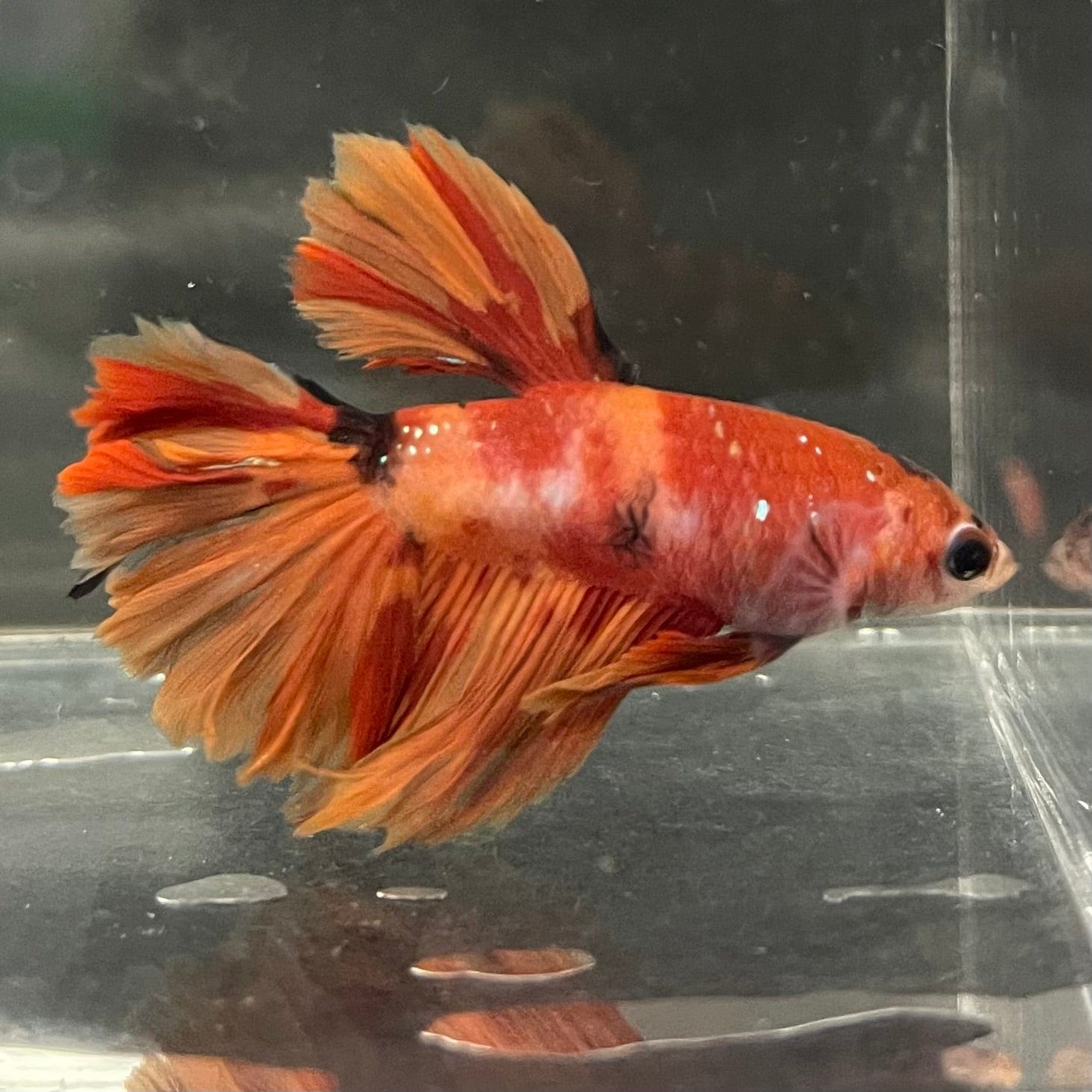 the-fish-farm Premium Male Betta Koi Halfmoon Premium Male Betta - One Only - 12 Choose your favourite Premuium Koi Halfmoon Male Betta - The Fish Farm