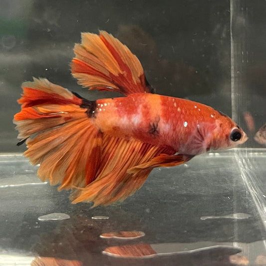 the-fish-farm Premium Male Betta Koi Halfmoon Premium Male Betta - One Only - 12 Choose your favourite Premuium Koi Halfmoon Male Betta - The Fish Farm