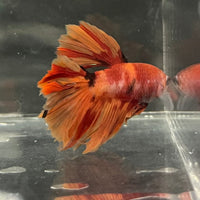the-fish-farm Premium Male Betta Koi Halfmoon Premium Male Betta - One Only - 12 Choose your favourite Premuium Koi Halfmoon Male Betta - The Fish Farm