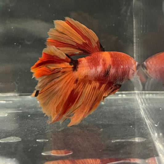 the-fish-farm Premium Male Betta Koi Halfmoon Premium Male Betta - One Only - 12 Choose your favourite Premuium Koi Halfmoon Male Betta - The Fish Farm
