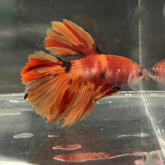 the-fish-farm Premium Male Betta Koi Halfmoon Premium Male Betta - One Only - 12 Choose your favourite Premuium Koi Halfmoon Male Betta - The Fish Farm