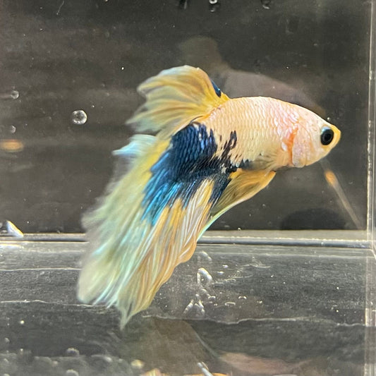 the-fish-farm Premium Male Betta Koi Halfmoon Premium Male Betta - One Only - 12 Choose your favourite Premuium Koi Halfmoon Male Betta - The Fish Farm