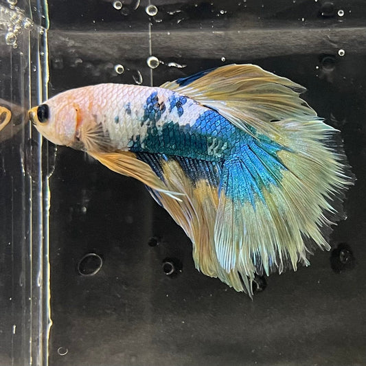 the-fish-farm Premium Male Betta Koi Halfmoon Premium Male Betta - One Only - 12 Choose your favourite Premuium Koi Halfmoon Male Betta - The Fish Farm