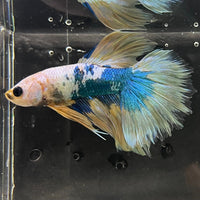 the-fish-farm Premium Male Betta Koi Halfmoon Premium Male Betta - One Only - 12 Choose your favourite Premuium Koi Halfmoon Male Betta - The Fish Farm