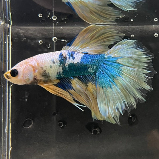 the-fish-farm Premium Male Betta Koi Halfmoon Premium Male Betta - One Only - 12 Choose your favourite Premuium Koi Halfmoon Male Betta - The Fish Farm