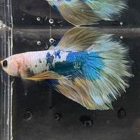 the-fish-farm Premium Male Betta Koi Halfmoon Premium Male Betta - One Only - 12 Choose your favourite Premuium Koi Halfmoon Male Betta - The Fish Farm