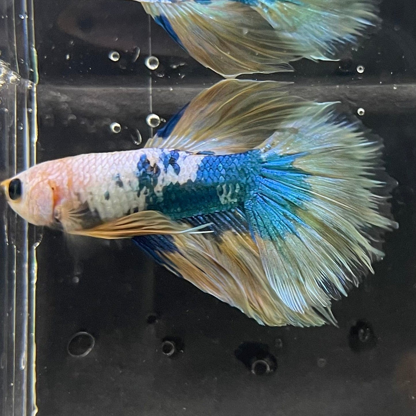 the-fish-farm Premium Male Betta Koi Halfmoon Premium Male Betta - One Only - 12 Choose your favourite Premuium Koi Halfmoon Male Betta - The Fish Farm