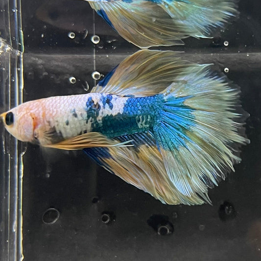 the-fish-farm Premium Male Betta Koi Halfmoon Premium Male Betta - One Only - 12 Choose your favourite Premuium Koi Halfmoon Male Betta - The Fish Farm
