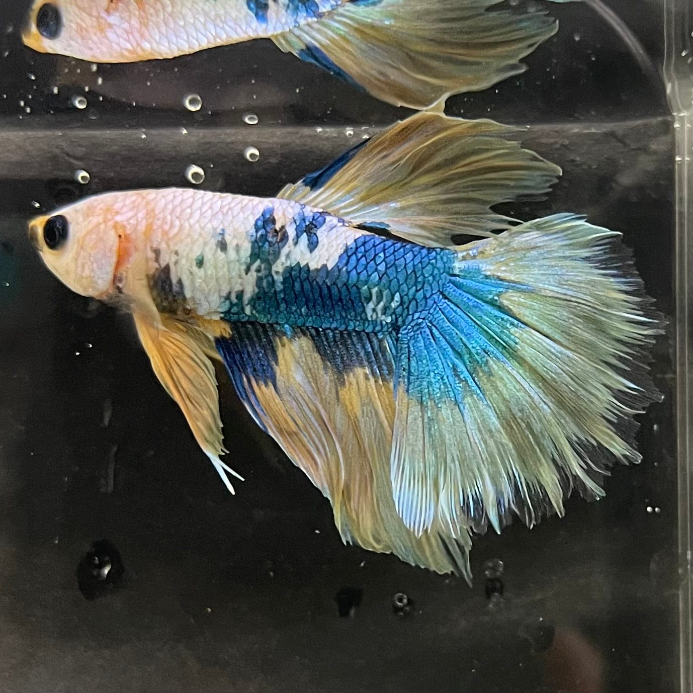 the-fish-farm Premium Male Betta Koi Halfmoon Premium Male Betta - One Only - 12 Choose your favourite Premuium Koi Halfmoon Male Betta - The Fish Farm