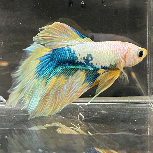 the-fish-farm Premium Male Betta Koi Halfmoon Premium Male Betta - One Only - 12 Choose your favourite Premuium Koi Halfmoon Male Betta - The Fish Farm