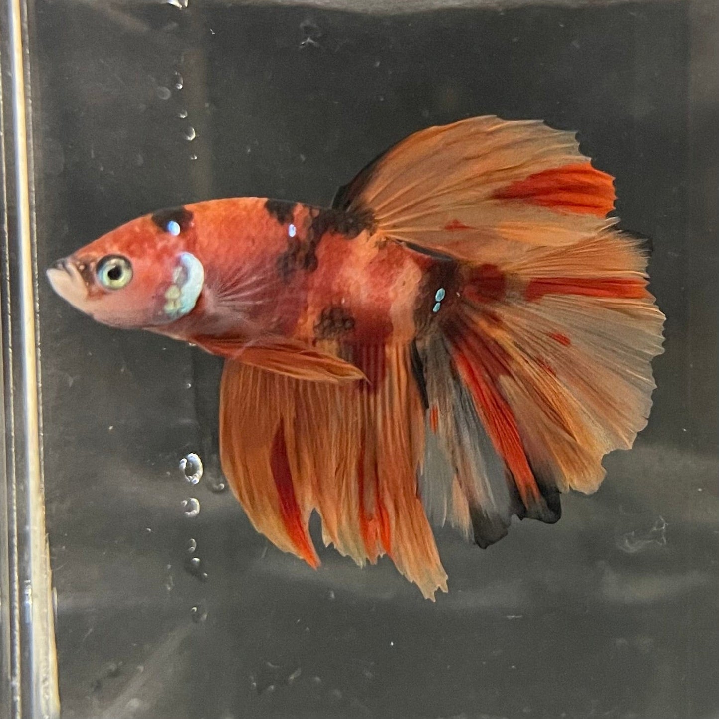 the-fish-farm Premium Male Betta Koi Halfmoon Premium Male Betta - One Only - 13 Choose your favourite Premuium Koi Halfmoon Male Betta - The Fish Farm
