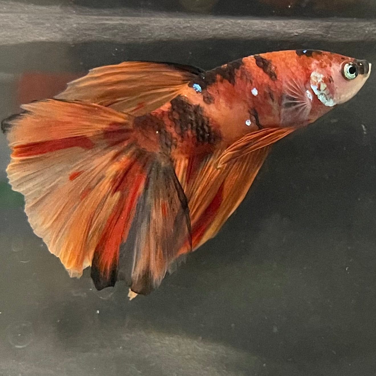 the-fish-farm Premium Male Betta Koi Halfmoon Premium Male Betta - One Only - 13 Choose your favourite Premuium Koi Halfmoon Male Betta - The Fish Farm