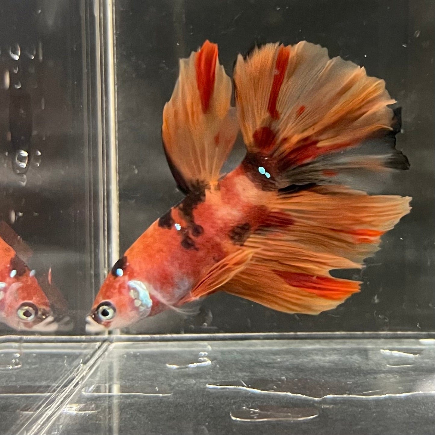 the-fish-farm Premium Male Betta Koi Halfmoon Premium Male Betta - One Only - 13 Choose your favourite Premuium Koi Halfmoon Male Betta - The Fish Farm