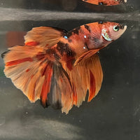 the-fish-farm Premium Male Betta Koi Halfmoon Premium Male Betta - One Only - 13 Choose your favourite Premuium Koi Halfmoon Male Betta - The Fish Farm
