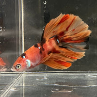 the-fish-farm Premium Male Betta Koi Halfmoon Premium Male Betta - One Only - 13 Choose your favourite Premuium Koi Halfmoon Male Betta - The Fish Farm