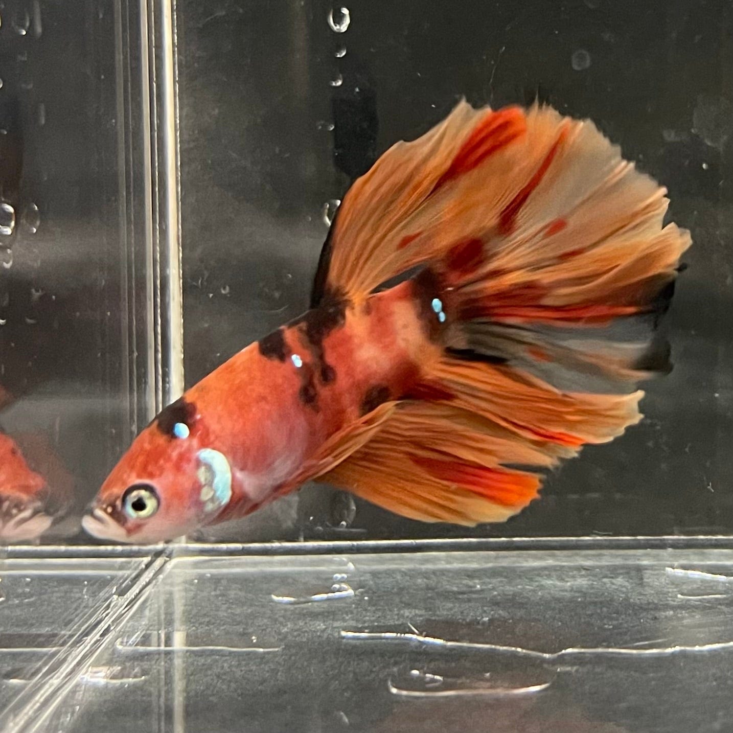 the-fish-farm Premium Male Betta Koi Halfmoon Premium Male Betta - One Only - 13 Choose your favourite Premuium Koi Halfmoon Male Betta - The Fish Farm