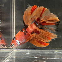 the-fish-farm Premium Male Betta Koi Halfmoon Premium Male Betta - One Only - 13 Choose your favourite Premuium Koi Halfmoon Male Betta - The Fish Farm