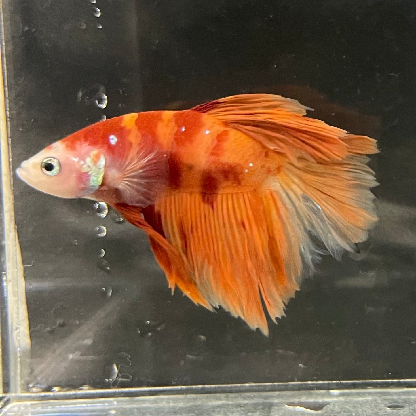 the-fish-farm Premium Male Betta Koi Halfmoon Premium Male Betta - One Only - 14 Choose your favourite Premuium Koi Halfmoon Male Betta - The Fish Farm