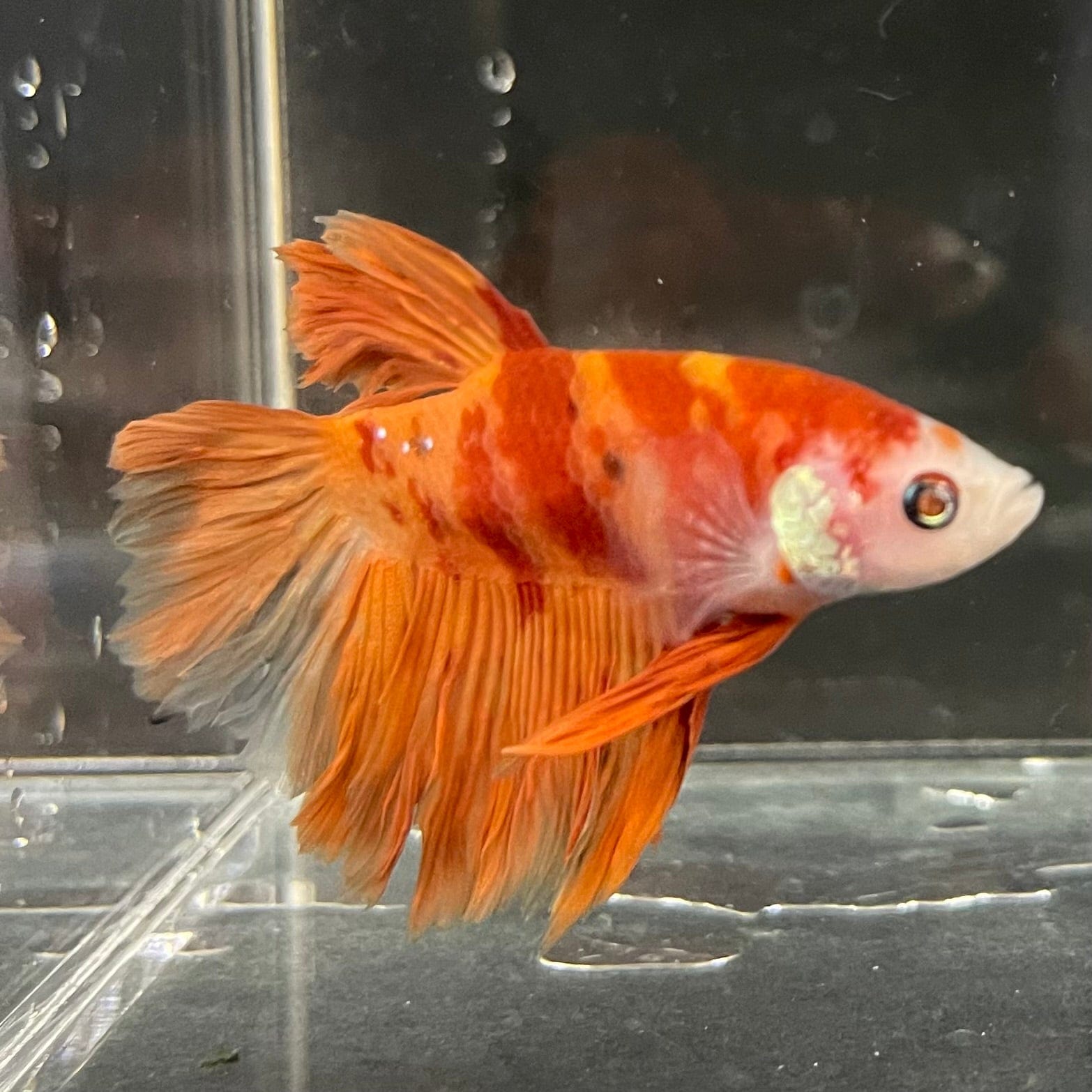 the-fish-farm Premium Male Betta Koi Halfmoon Premium Male Betta - One Only - 14 Choose your favourite Premuium Koi Halfmoon Male Betta - The Fish Farm