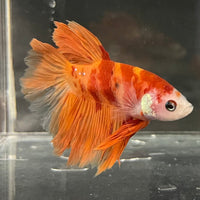 the-fish-farm Premium Male Betta Koi Halfmoon Premium Male Betta - One Only - 14 Choose your favourite Premuium Koi Halfmoon Male Betta - The Fish Farm