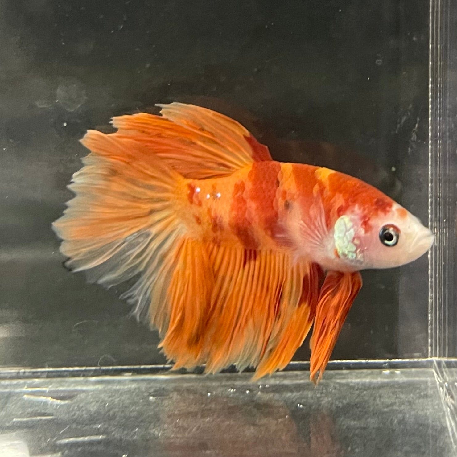 the-fish-farm Premium Male Betta Koi Halfmoon Premium Male Betta - One Only - 14 Choose your favourite Premuium Koi Halfmoon Male Betta - The Fish Farm