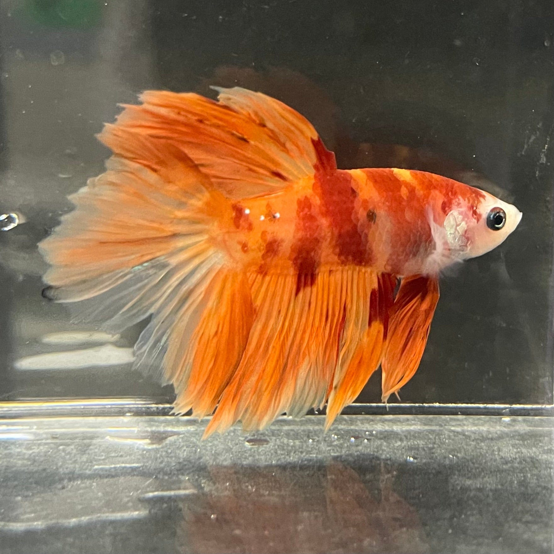 the-fish-farm Premium Male Betta Koi Halfmoon Premium Male Betta - One Only - 14 Choose your favourite Premuium Koi Halfmoon Male Betta - The Fish Farm