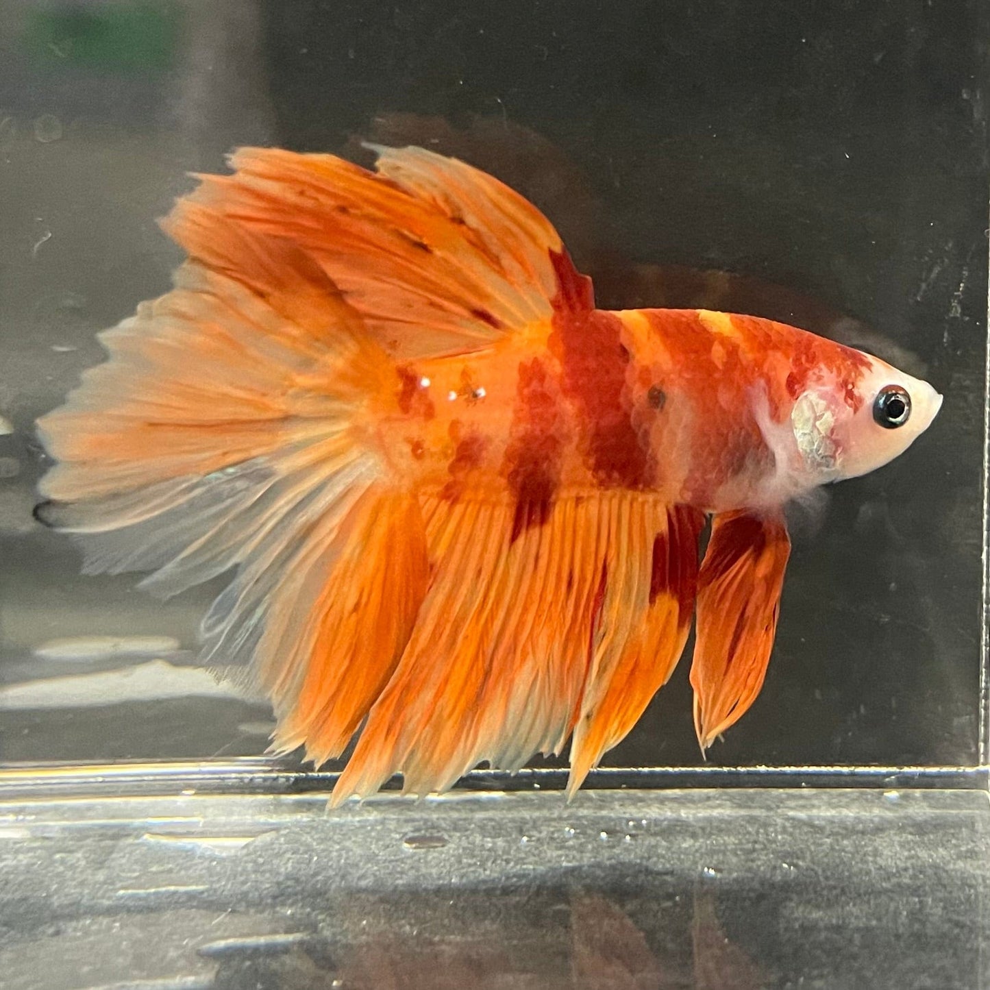 the-fish-farm Premium Male Betta Koi Halfmoon Premium Male Betta - One Only - 14 Choose your favourite Premuium Koi Halfmoon Male Betta - The Fish Farm