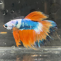 the-fish-farm Premium Male Betta Koi Halfmoon Premium Male Betta - One Only - 14 Choose your favourite Premuium Koi Halfmoon Male Betta - The Fish Farm