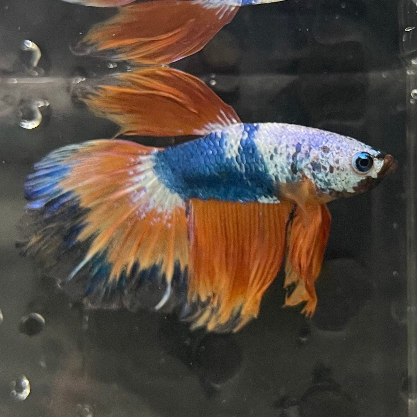 the-fish-farm Premium Male Betta Koi Halfmoon Premium Male Betta - One Only - 14 Choose your favourite Premuium Koi Halfmoon Male Betta - The Fish Farm