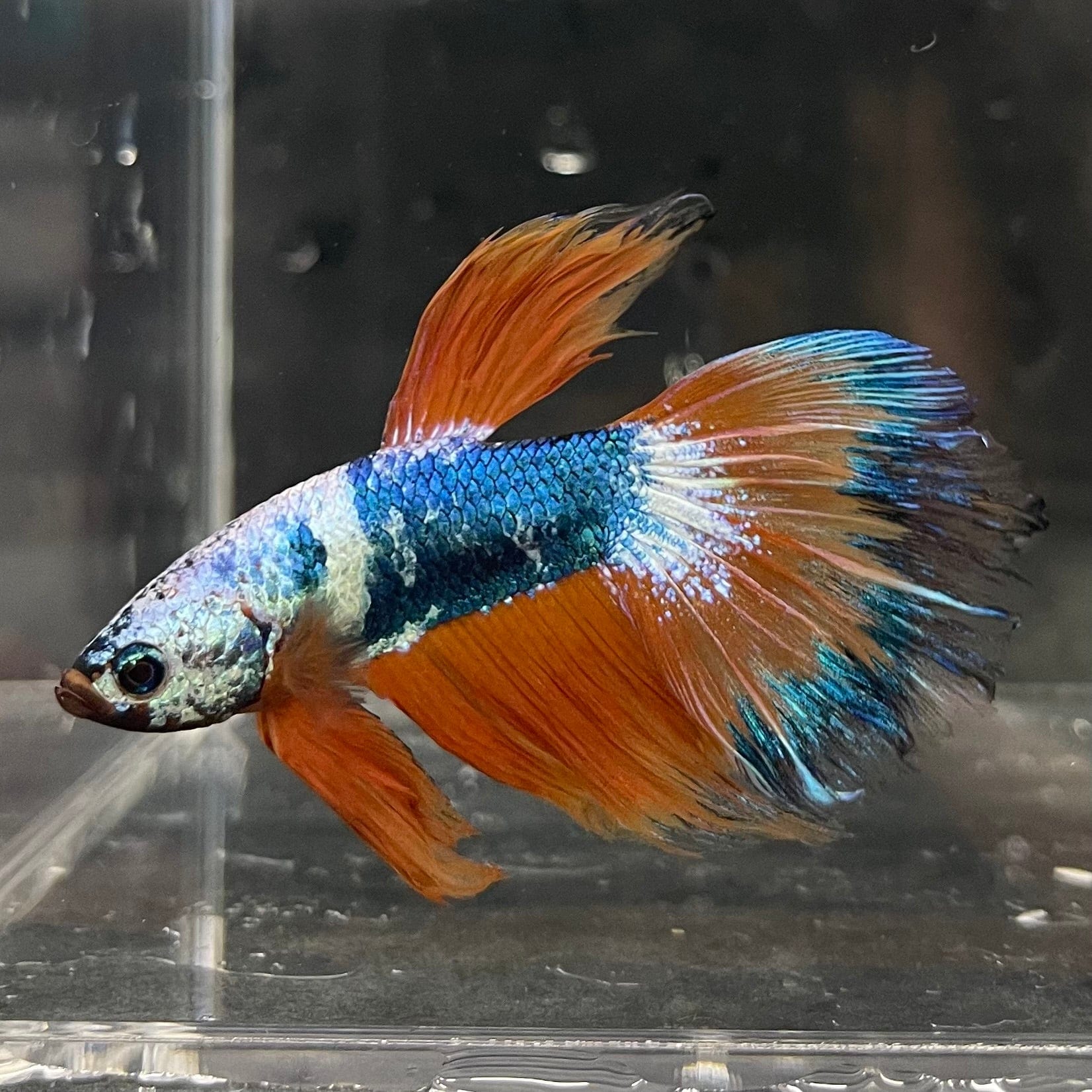 the-fish-farm Premium Male Betta Koi Halfmoon Premium Male Betta - One Only - 14 Choose your favourite Premuium Koi Halfmoon Male Betta - The Fish Farm