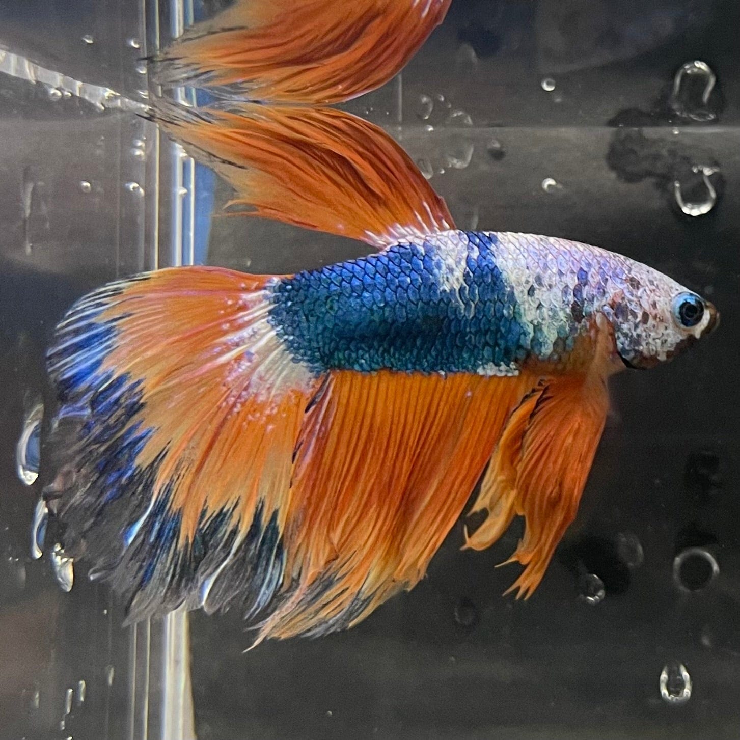 the-fish-farm Premium Male Betta Koi Halfmoon Premium Male Betta - One Only - 14 Choose your favourite Premuium Koi Halfmoon Male Betta - The Fish Farm