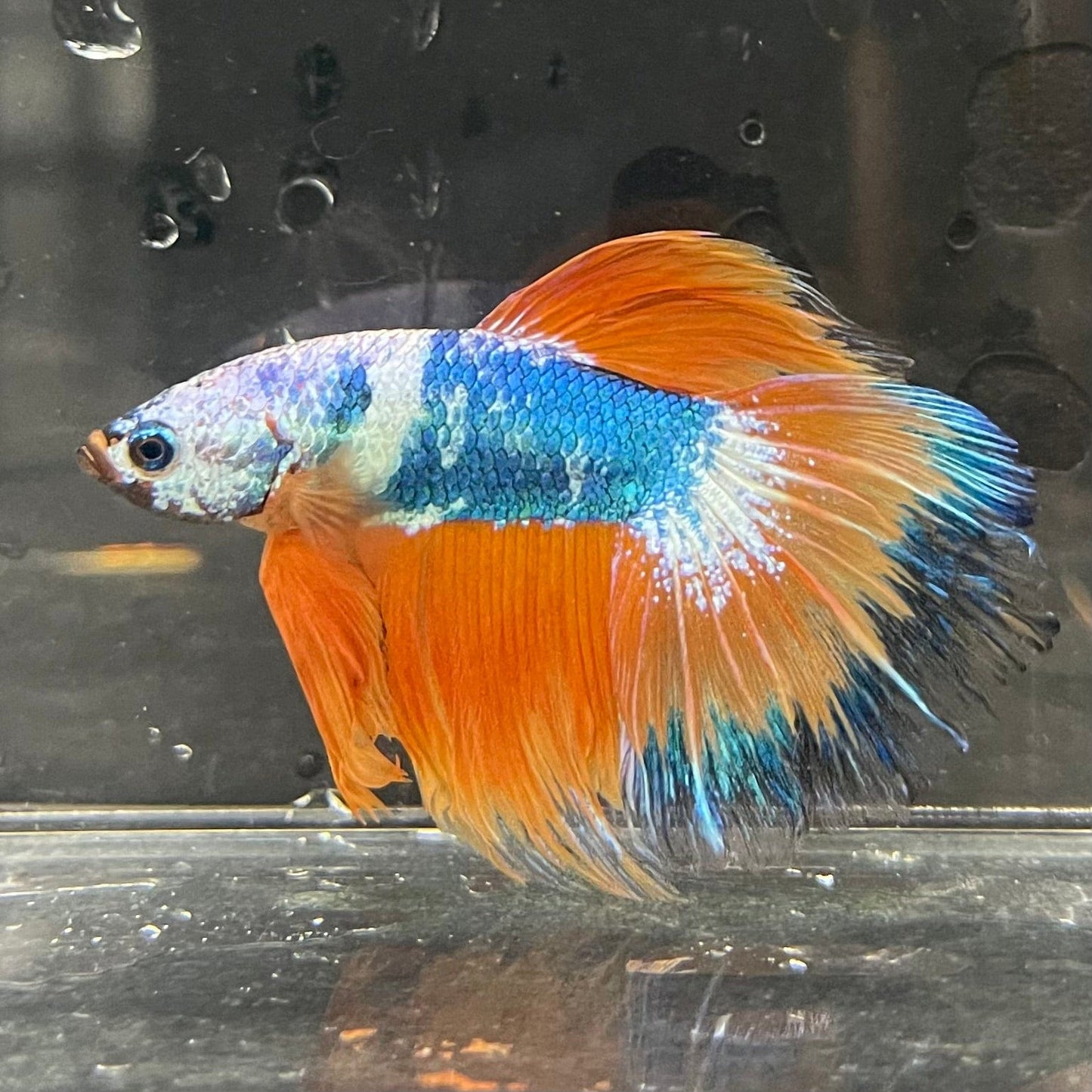 the-fish-farm Premium Male Betta Koi Halfmoon Premium Male Betta - One Only - 14 Choose your favourite Premuium Koi Halfmoon Male Betta - The Fish Farm
