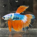 the-fish-farm Premium Male Betta Koi Halfmoon Premium Male Betta - One Only - 14 Choose your favourite Premuium Koi Halfmoon Male Betta - The Fish Farm