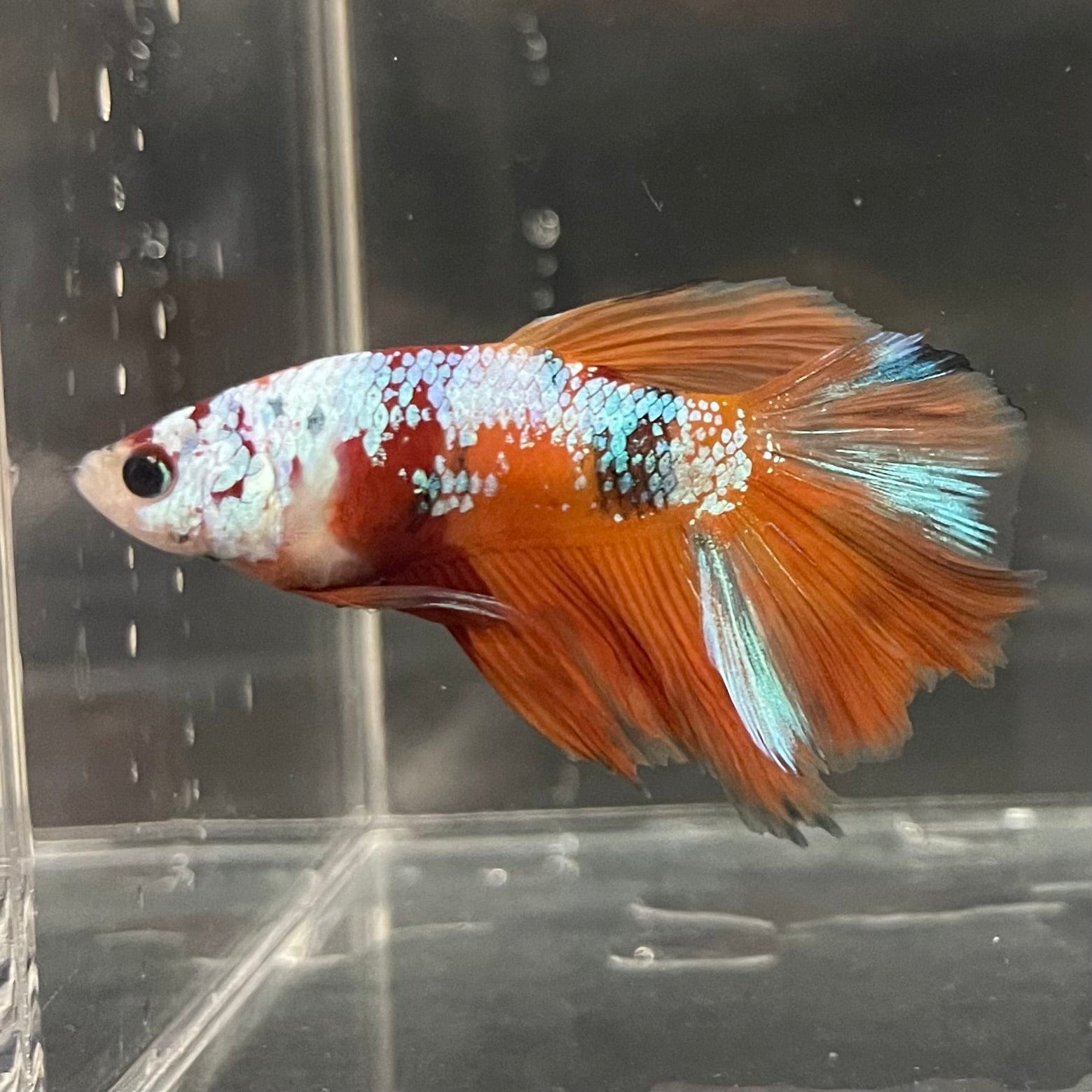 the-fish-farm Premium Male Betta Koi Halfmoon Premium Male Betta - One Only - 15 Choose your favourite Premuium Koi Halfmoon Male Betta - The Fish Farm