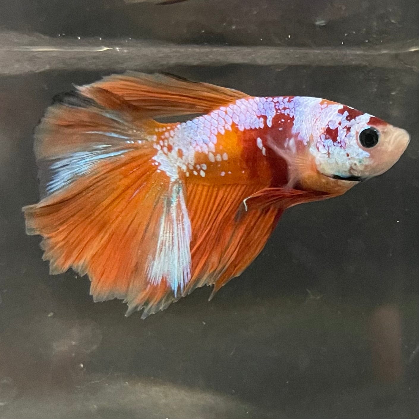 the-fish-farm Premium Male Betta Koi Halfmoon Premium Male Betta - One Only - 15 Choose your favourite Premuium Koi Halfmoon Male Betta - The Fish Farm