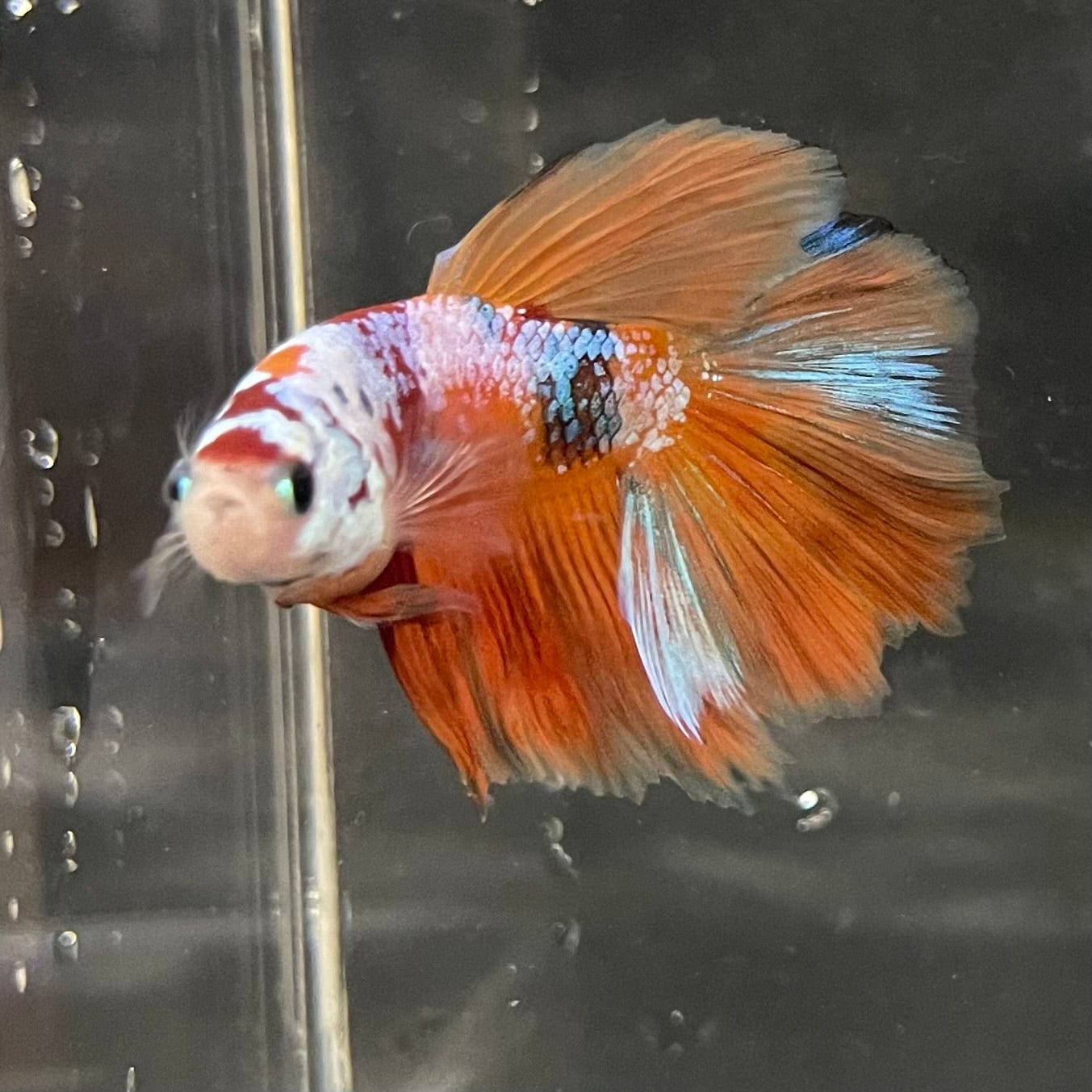 the-fish-farm Premium Male Betta Koi Halfmoon Premium Male Betta - One Only - 15 Choose your favourite Premuium Koi Halfmoon Male Betta - The Fish Farm