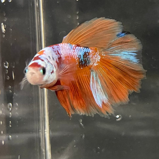 the-fish-farm Premium Male Betta Koi Halfmoon Premium Male Betta - One Only - 15 Choose your favourite Premuium Koi Halfmoon Male Betta - The Fish Farm