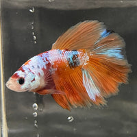 the-fish-farm Premium Male Betta Koi Halfmoon Premium Male Betta - One Only - 15 Choose your favourite Premuium Koi Halfmoon Male Betta - The Fish Farm