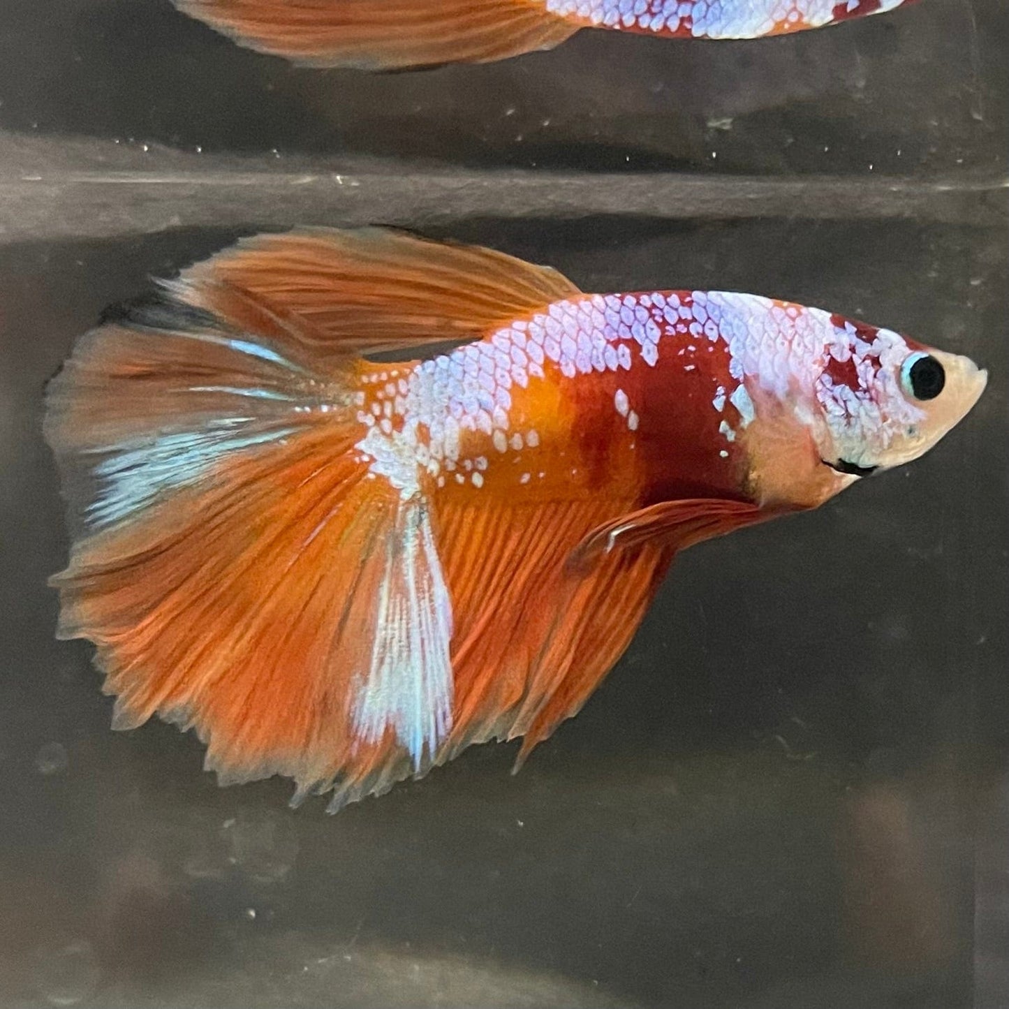 the-fish-farm Premium Male Betta Koi Halfmoon Premium Male Betta - One Only - 15 Choose your favourite Premuium Koi Halfmoon Male Betta - The Fish Farm