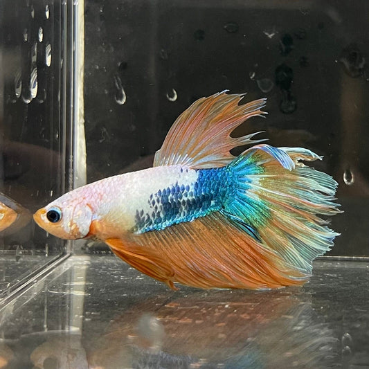 the-fish-farm Premium Male Betta Koi Halfmoon Premium Male Betta - One Only - 18 Choose your favourite Premuium Koi Halfmoon Male Betta - The Fish Farm