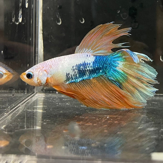 the-fish-farm Premium Male Betta Koi Halfmoon Premium Male Betta - One Only - 18 Choose your favourite Premuium Koi Halfmoon Male Betta - The Fish Farm