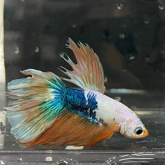 the-fish-farm Premium Male Betta Koi Halfmoon Premium Male Betta - One Only - 18 Choose your favourite Premuium Koi Halfmoon Male Betta - The Fish Farm