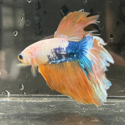 the-fish-farm Premium Male Betta Koi Halfmoon Premium Male Betta - One Only - 18 Choose your favourite Premuium Koi Halfmoon Male Betta - The Fish Farm