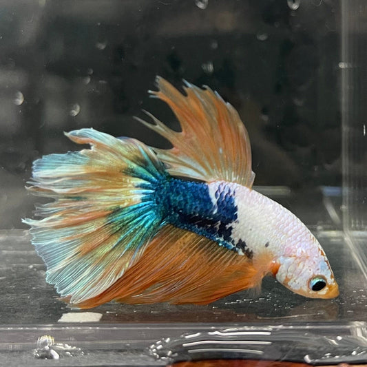 the-fish-farm Premium Male Betta Koi Halfmoon Premium Male Betta - One Only - 18 Choose your favourite Premuium Koi Halfmoon Male Betta - The Fish Farm