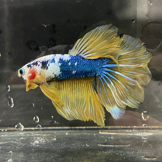 the-fish-farm Premium Male Betta Koi Halfmoon Premium Male Betta - One Only - 19 Choose your favourite Premuium Koi Halfmoon Male Betta - The Fish Farm