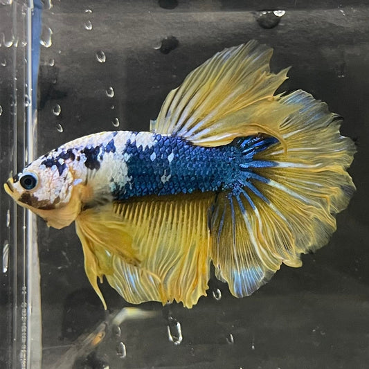 the-fish-farm Premium Male Betta Koi Halfmoon Premium Male Betta - One Only - 19 Choose your favourite Premuium Koi Halfmoon Male Betta - The Fish Farm