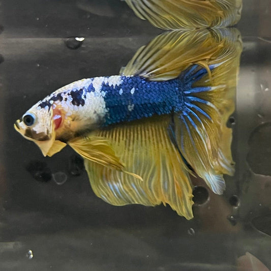the-fish-farm Premium Male Betta Koi Halfmoon Premium Male Betta - One Only - 19 Choose your favourite Premuium Koi Halfmoon Male Betta - The Fish Farm