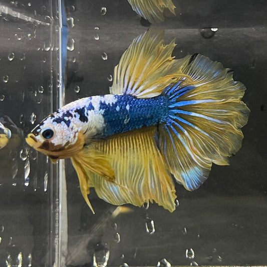 the-fish-farm Premium Male Betta Koi Halfmoon Premium Male Betta - One Only - 19 Choose your favourite Premuium Koi Halfmoon Male Betta - The Fish Farm