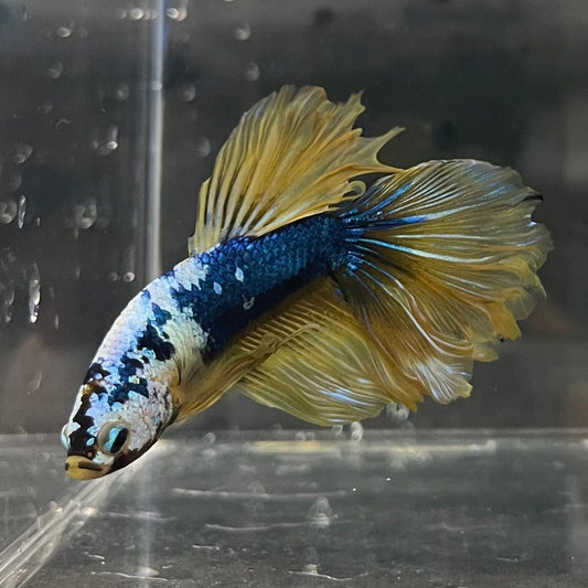 the-fish-farm Premium Male Betta Koi Halfmoon Premium Male Betta - One Only - 19 Choose your favourite Premuium Koi Halfmoon Male Betta - The Fish Farm
